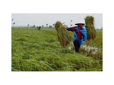 Nền nông nghiệp trong thế nút cổ chai