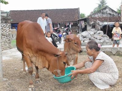 Ngân hàng bò ở Quỳnh Lưu