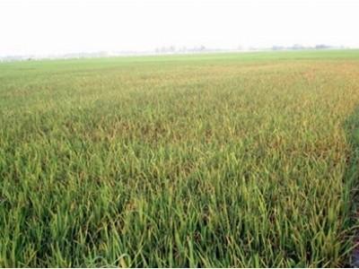 Nhức nhối nạn phân bón giả