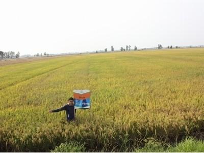 Những mô hình canh tác không lo âu nghề trồng lúa xưa và nay