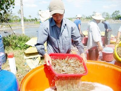 Nỗ lực cứu con tôm