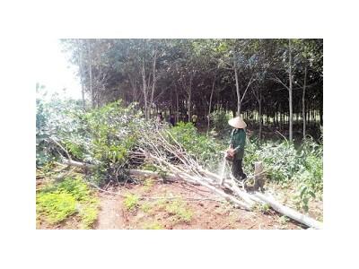 Nông dân huyện Kbang điêu đứng với cây cao su