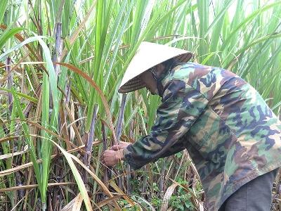 Nông dân lo mía khô hạn