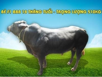 Nuôi bò khổng lồ giống và công tác giống bò