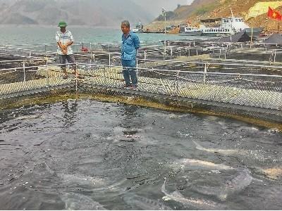 Nuôi cá tầm trong lồng