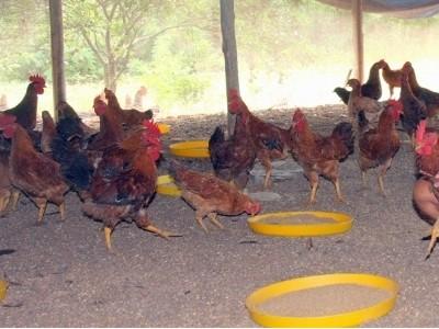 Nuôi gà an toàn sinh học