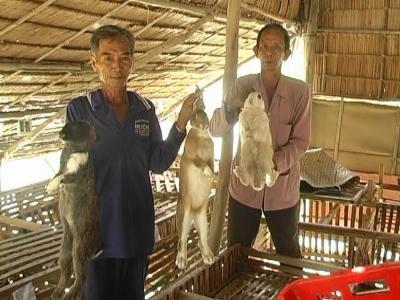 Nuôi thỏ lãi to nhờ chủ động nguồn thức ăn