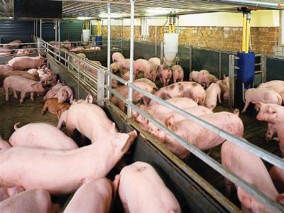Phạt hơn 6 tỷ đồng vi phạm sử dụng chất cấm