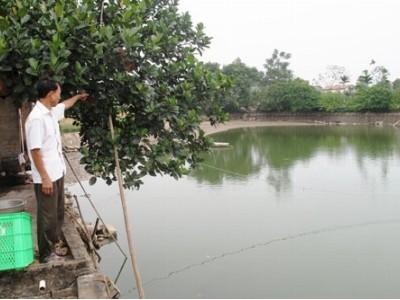 Phát triển thủy sản theo hướng sản xuất hàng hóa bền vững