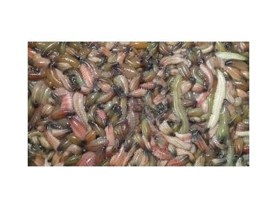 Rươi chính vụ có giá 500.000 đồng/kg