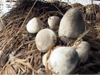 Sản xuất nấm rơm cho lợi nhuận cao