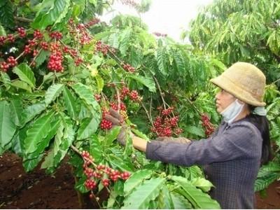Tái canh cây cà phê thực trạng đáng lo ngại