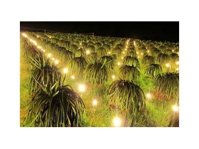Thanh long chong đèn ở Bình Thuận giá rẻ hơn vụ mùa