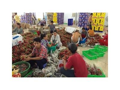 Thanh long vỡ mộng làm giàu, vì sao