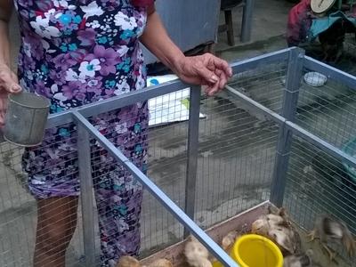 Thu nhập ổn định nhờ nuôi gà mái đẻ