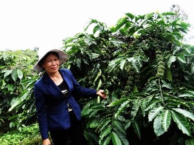 Tìm hướng đi mới cho cây cà phê Tây Nguyên