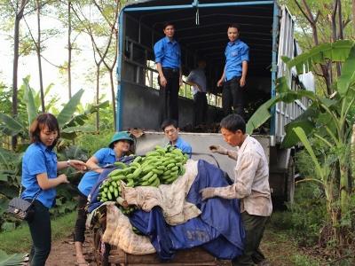 Tỉnh đoàn hỗ trợ nông dân Yên Lạc tiêu thụ 30 tấn chuối tiêu hồng