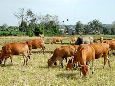 Tổng đàn bò của huyện Thanh Bình tăng thêm 1.600 con