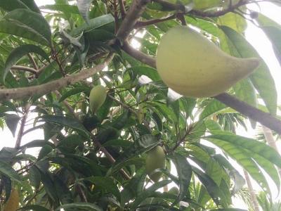 Trái ô ma ngọt thanh cơm bùi hiếm dần ở vùng quê