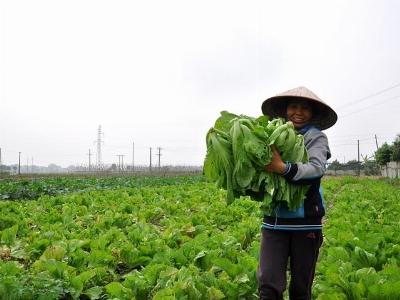 Trang trại làm đầu tàu kéo nông nghiệp đi lên
