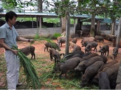 Trang trại lợn, gà rừng hữu cơ lớn hiếm có ở Việt Nam