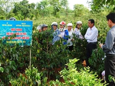 Trẻ hóa vườn cà phê già cỗi