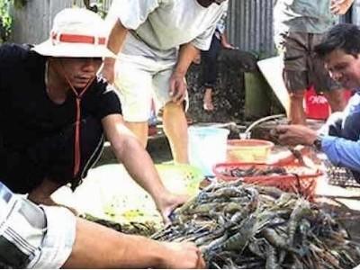 Triển vọng mô hình nuôi tôm càng xanh