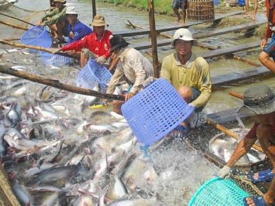 Từ 31.12.2016 nuôi cá tra phải áp dụng VietGAP