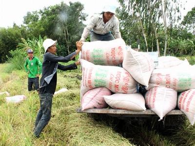 Ứng dụng kỹ thuật canh tác tiên tiến hiệu quả kép