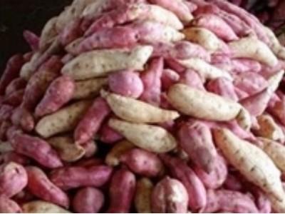 Vẫn cần thận trọng khi khoai lang sốt giá