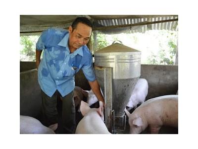 Vì sao nông dân quay lưng với nuôi lợn bằng đệm lót sinh học