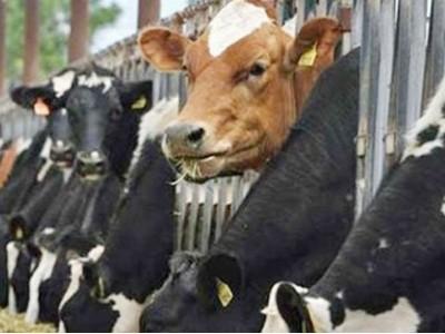 Việt Nam gia tăng nhập gia súc để vỗ béo từ Úc