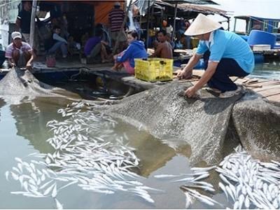 Vụ cá chết hàng loạt trên sông Chà Và các DN chế biến hải sản chưa đồng ý mức bồi thường
