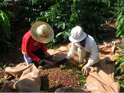 Vụ cà phê 2015 nỗi lo nhân đôi