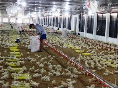 Xây dựng vùng an toàn dịch bệnh cho các cơ sở chăn nuôi gà