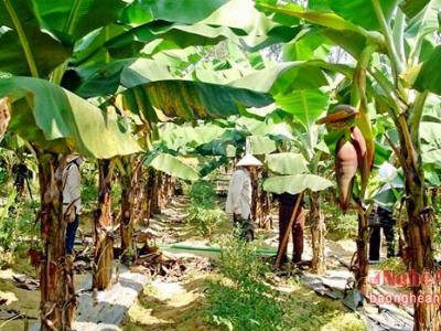 Trồng chuối làm thức ăn cho gia súc trong mùa đông