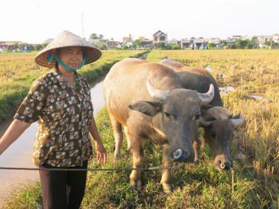 Có trâu để nuôi, có nước sạch để dùng