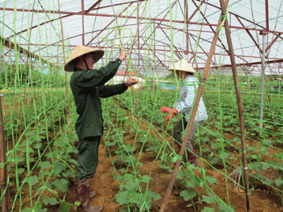 Phân bón Văn Điển giúp canh tác bền vững