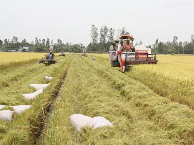 Vietnams rice exports to crash to 8-year low in 2016