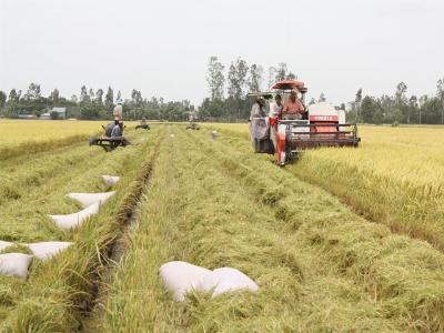 Vietnams rice exports to crash to 8-year low in 2016