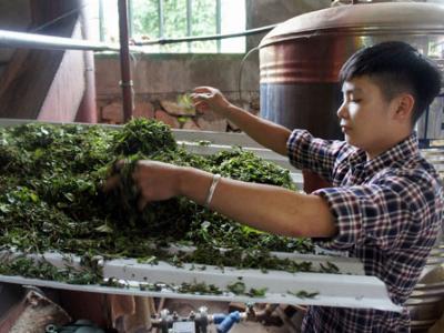 “Đánh thức” Tu Mơ Rông bằng cây dược liệu