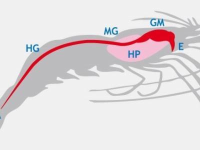 A Review on Shrimp Immunity and Disease Control