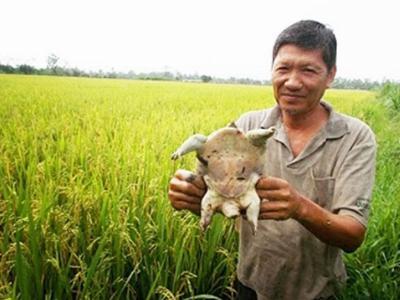 Lão nông mang tiếng gàn vì bỏ tiền ngoài ruộng