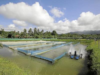 Nitrite problem in Freshwater Fish Aquaculture