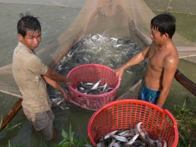 Kiểm soát chặt thủy sản xuất khẩu