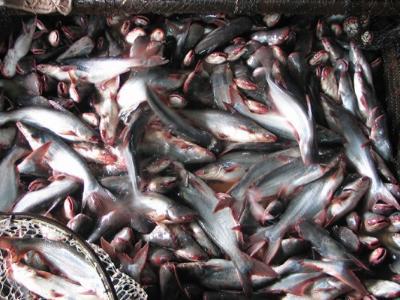 Chủ động nguồn nguyên liệu cá tra cho xuất khẩu