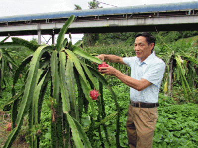 Vinh điên - tỷ phú mê trồng cây trái ở bản sâu