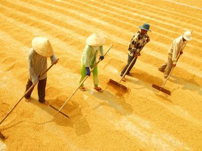 Thin demand drives Vietnams Jan-Nov rice exports down 25 percent