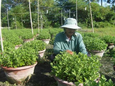 Nhà nông dồn sức cho vụ hoa tết