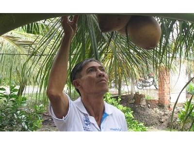 Ông Nguyễn Văn Út làm giàu nhờ vườn dừa xiêm đỏ